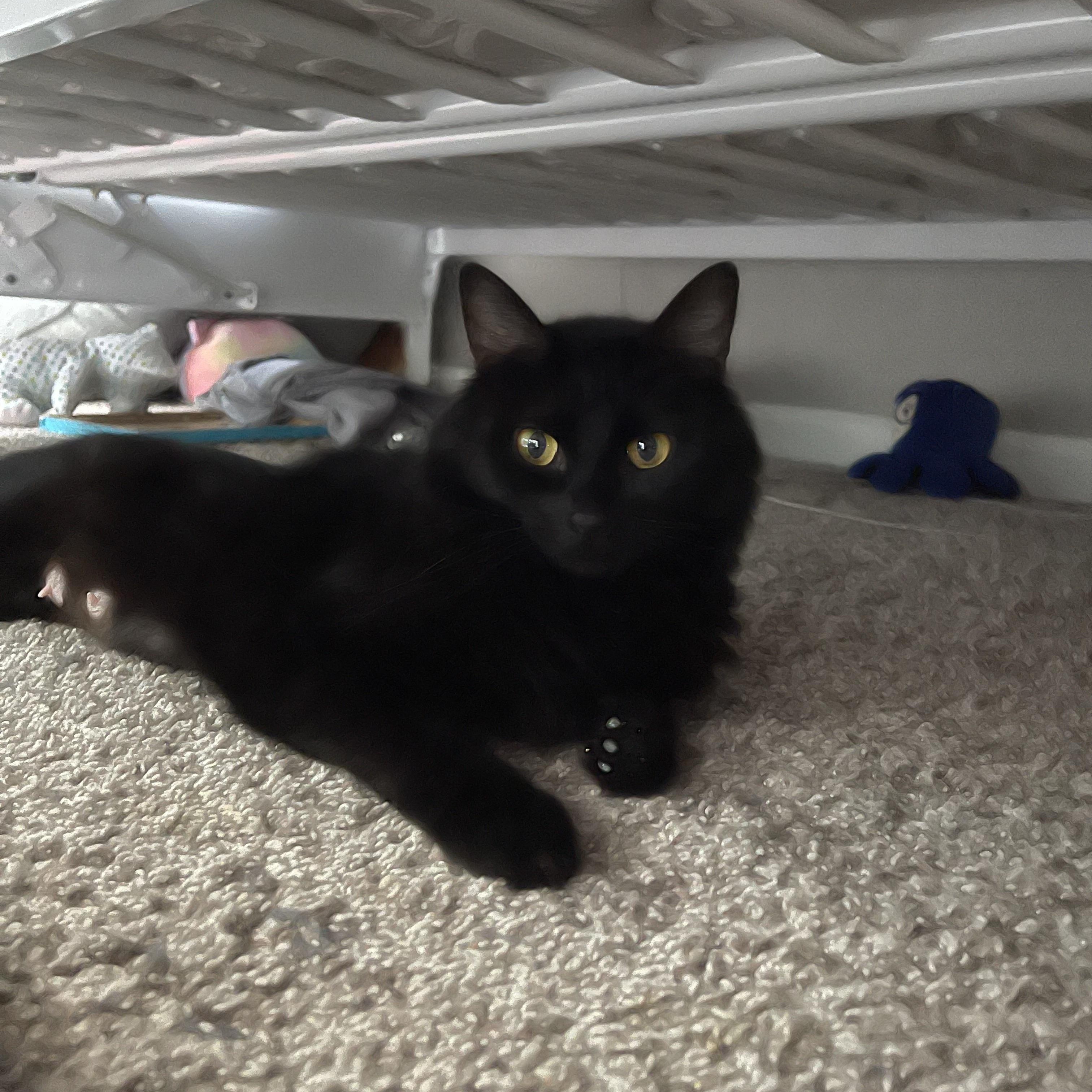 Enlarge Poppy , a ADOPTABLE Domestic Medium Hair in Joliet, IL image 2/3