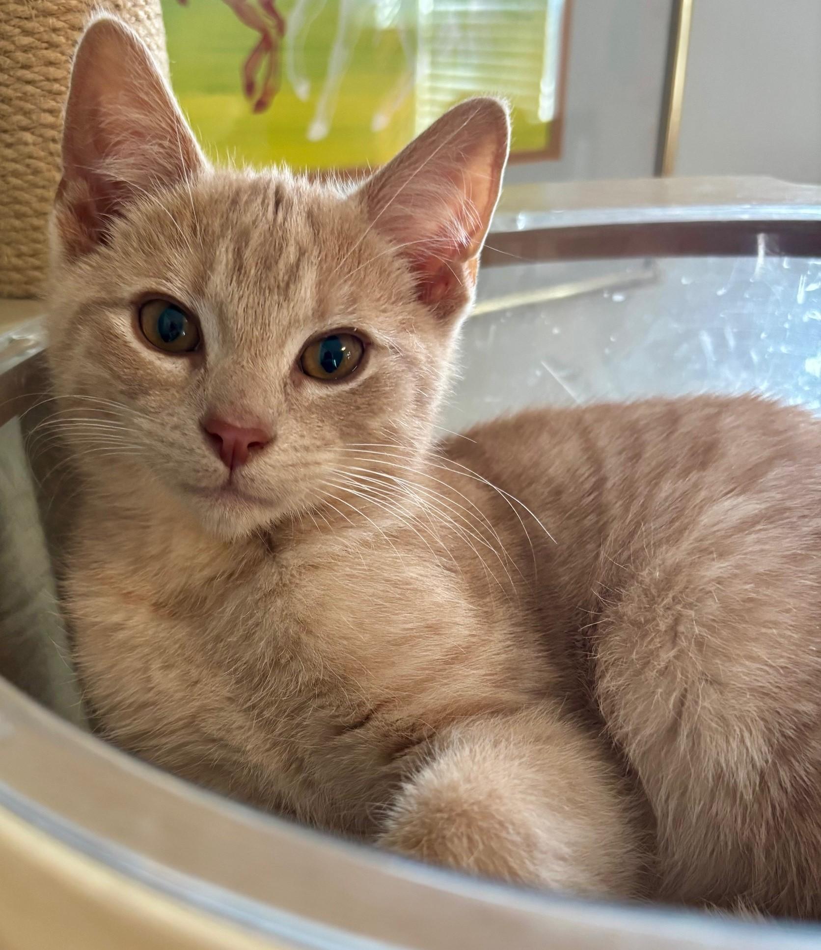 Enlarge PINKY RING, a ADOPTABLE Domestic Short Hair in Highland Park, NJ image 1/6