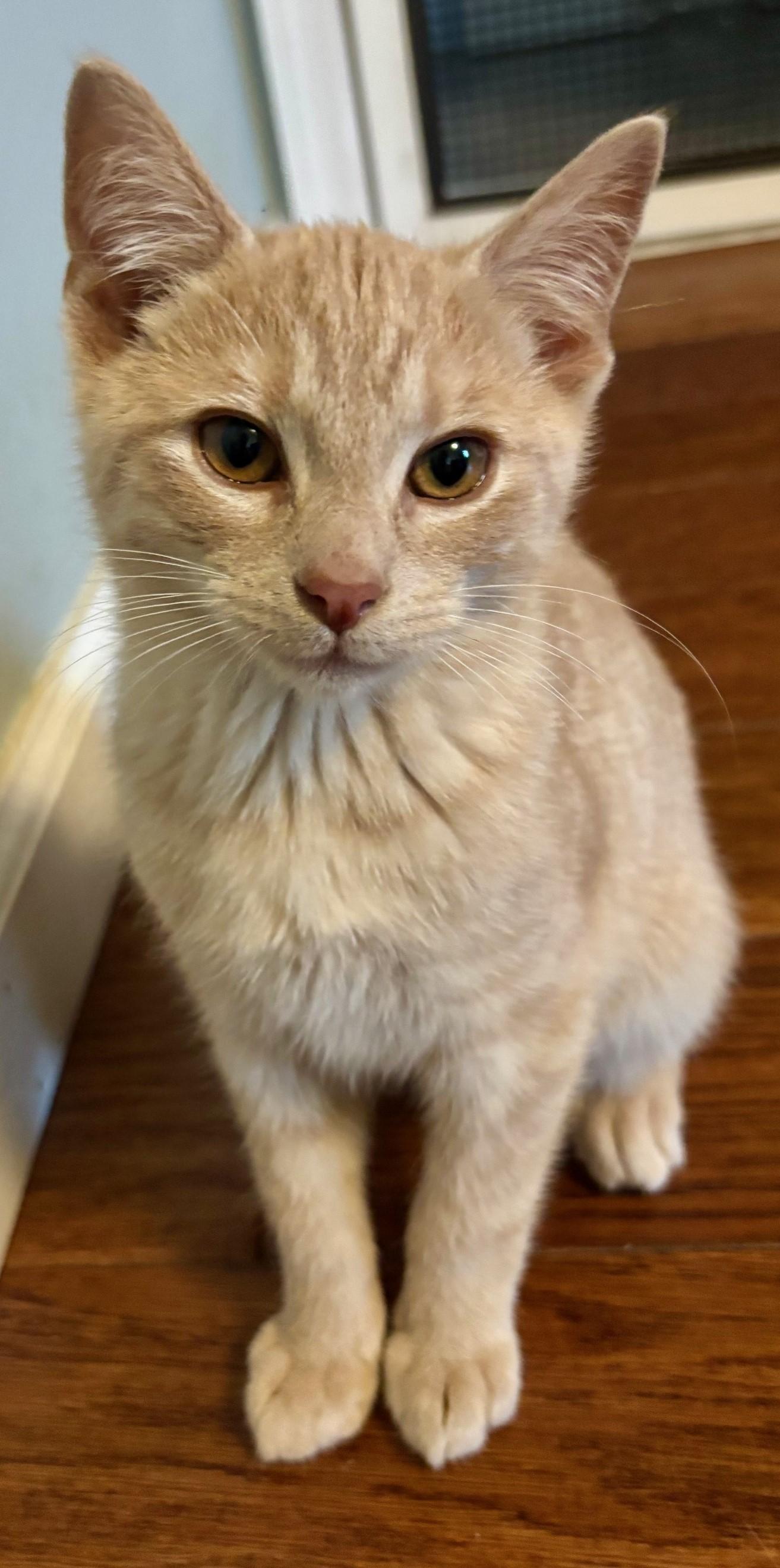 Enlarge PINKY RING, a ADOPTABLE Domestic Short Hair in Highland Park, NJ image 4/6