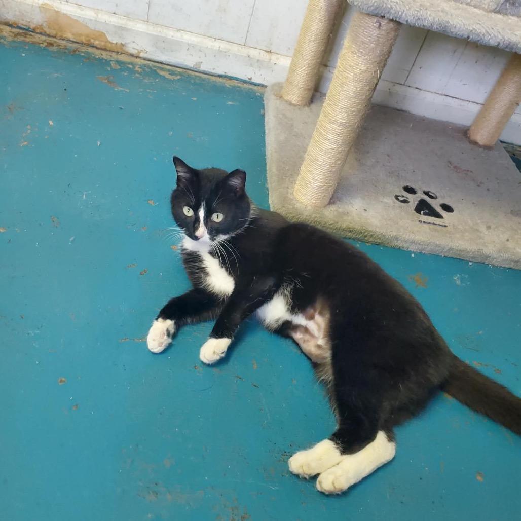 Enlarge Socks, a Adoptable Domestic Short Hair in Eufaula, AL image 1/2