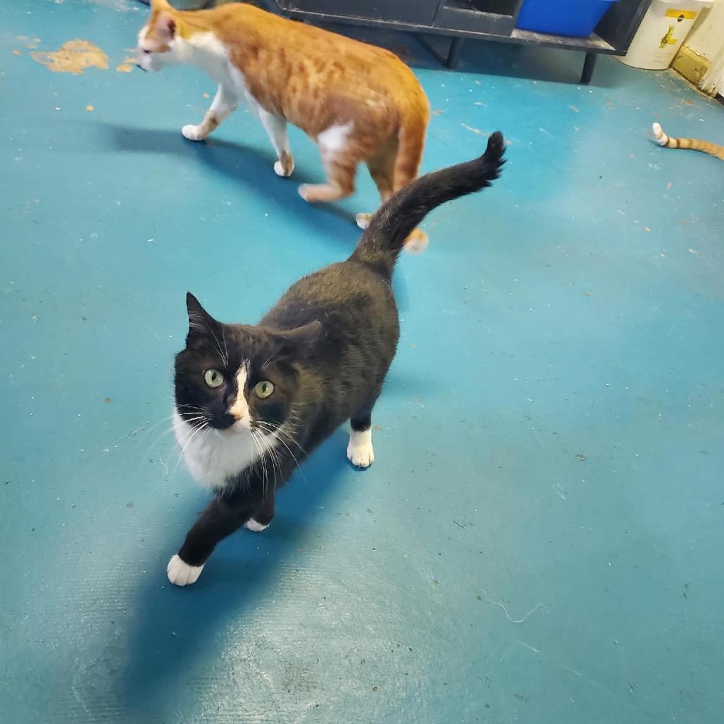 Enlarge Socks, a Adoptable Domestic Short Hair in Eufaula, AL image 2/2