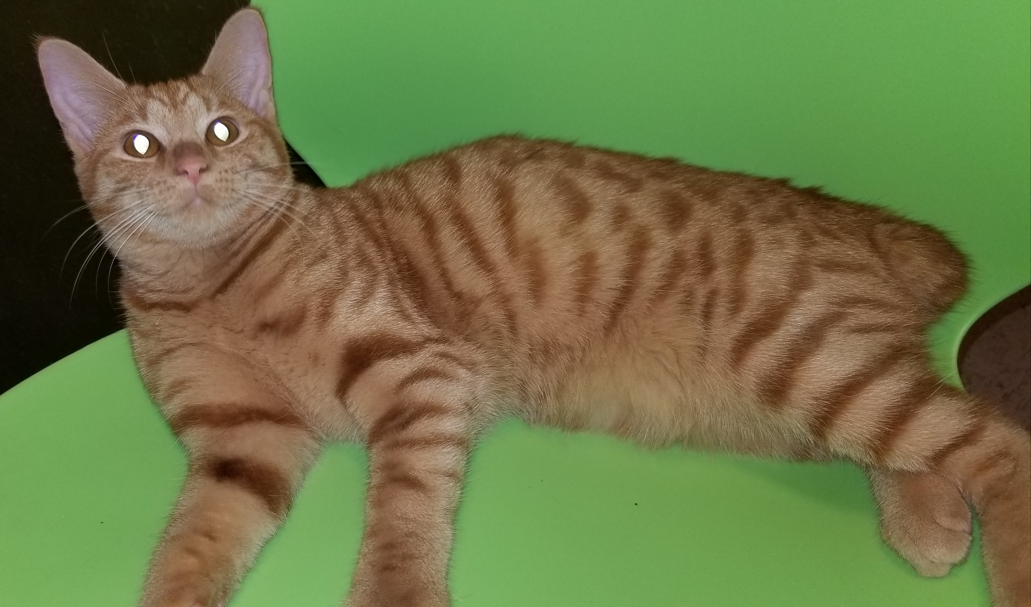 TAZ, Adult Female unknown