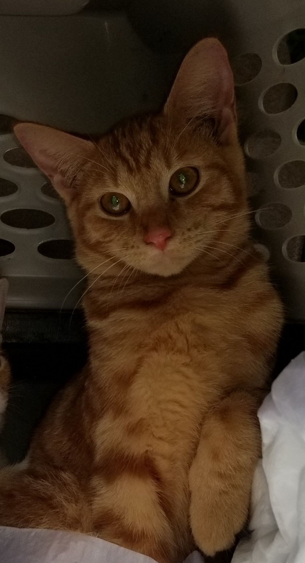 TAZ