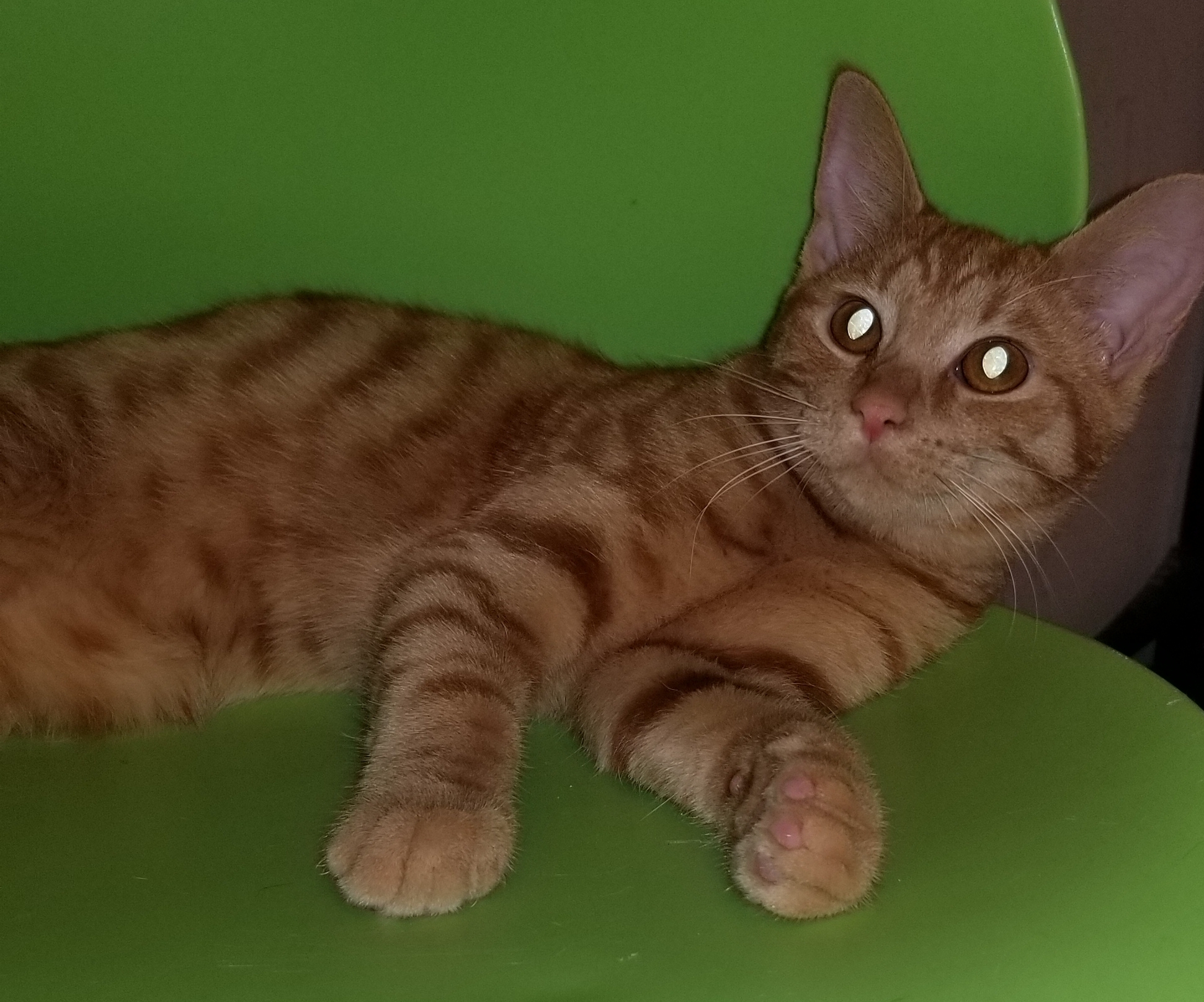 TAZ photo 6