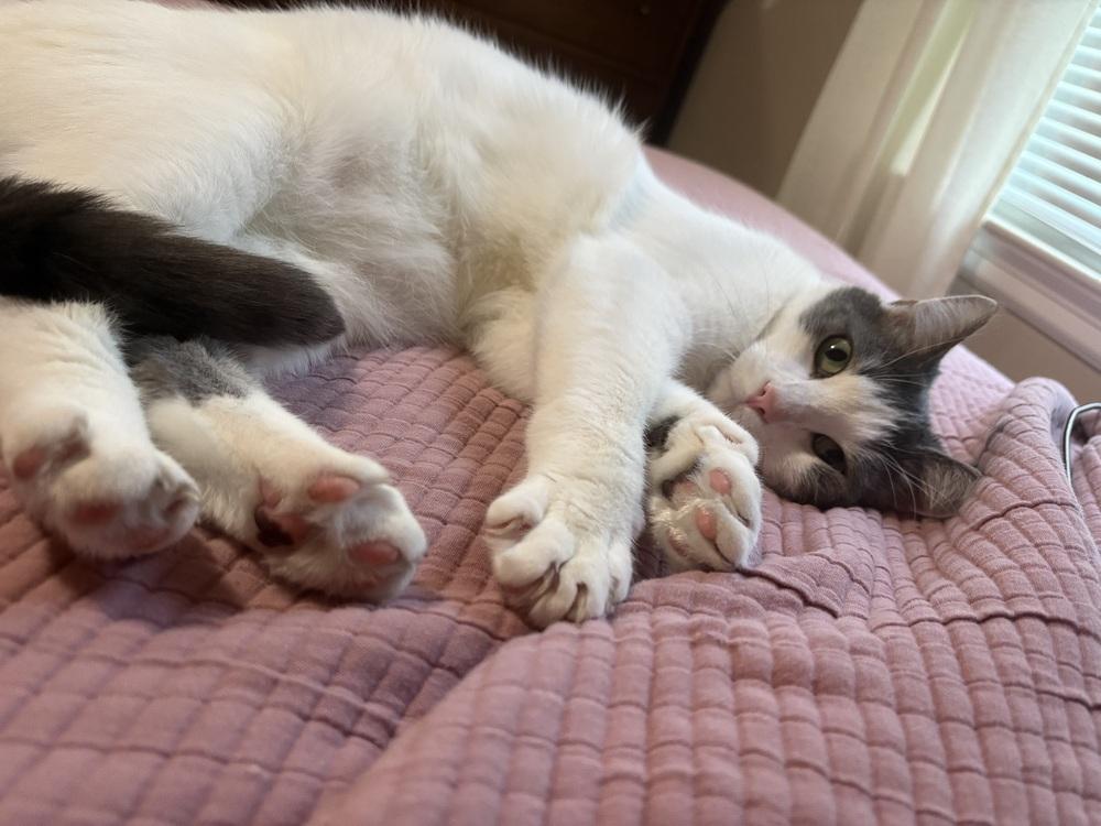 Enlarge CHANDLER, a Adoptable Domestic Short Hair in Burlington, NC image 1/6