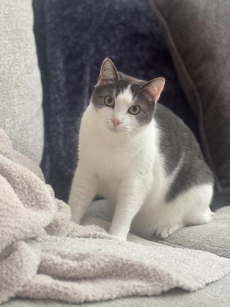 CHANDLER, a Adoptable Domestic Short Hair in Burlington, NC image 1/6