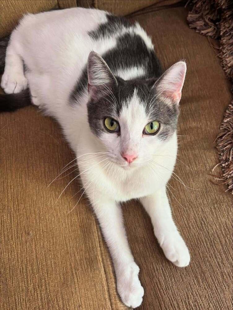 CHANDLER, Adoptable, Adult Male Domestic Short Hair.