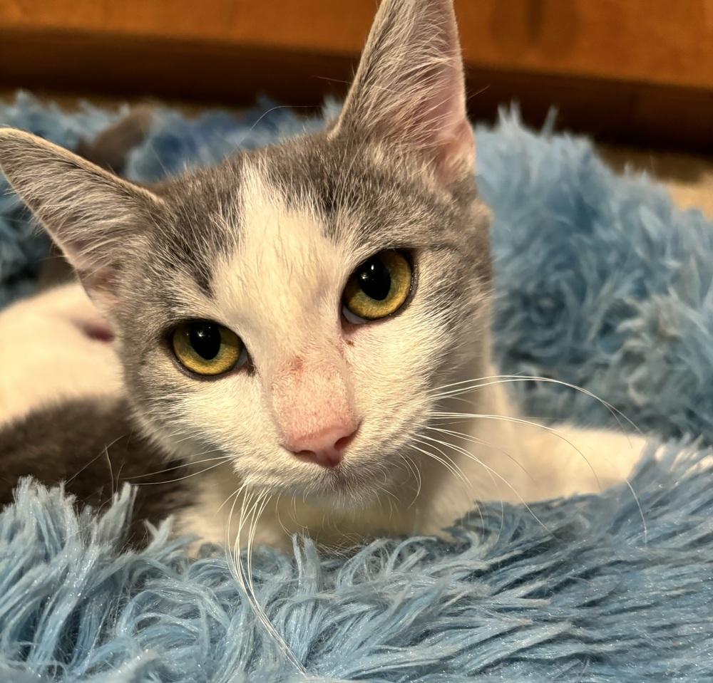 Enlarge CHANDLER, a Adoptable Domestic Short Hair in Burlington, NC image 2/6