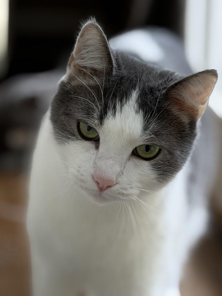 CHANDLER, a Adoptable Domestic Short Hair in Burlington, NC image 3/6