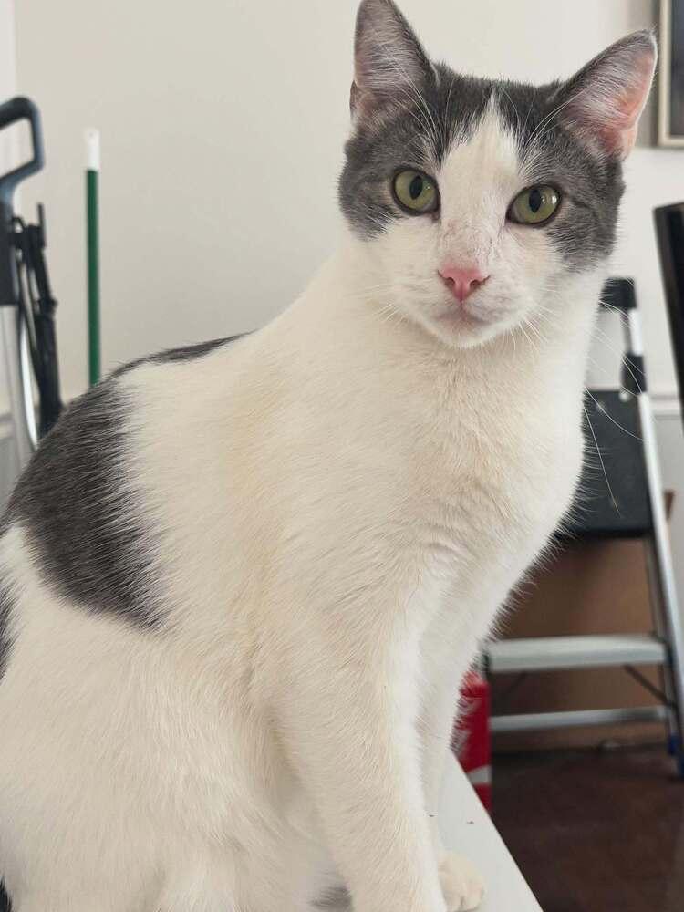 Enlarge CHANDLER, a Adoptable Domestic Short Hair in Burlington, NC image 3/6