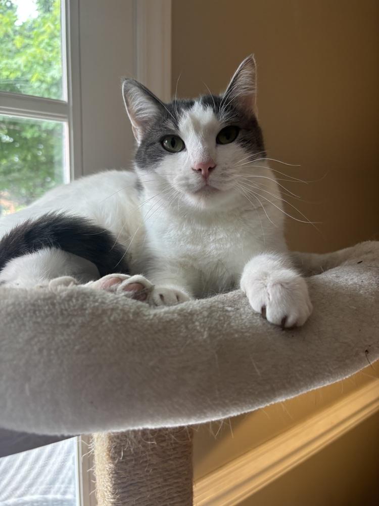 Enlarge CHANDLER, a Adoptable Domestic Short Hair in Burlington, NC image 4/6