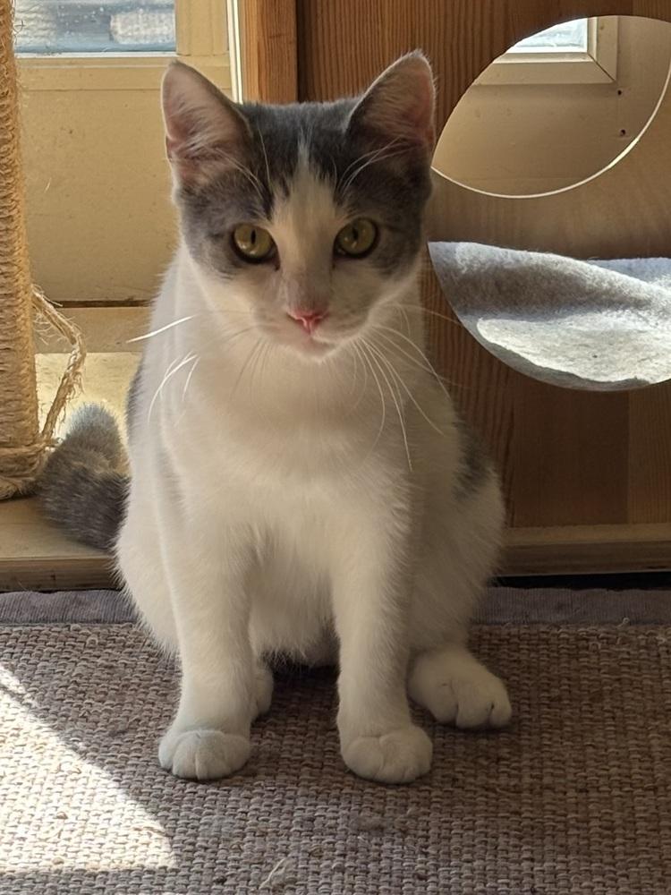 Enlarge CHANDLER, a Adoptable Domestic Short Hair in Burlington, NC image 5/6