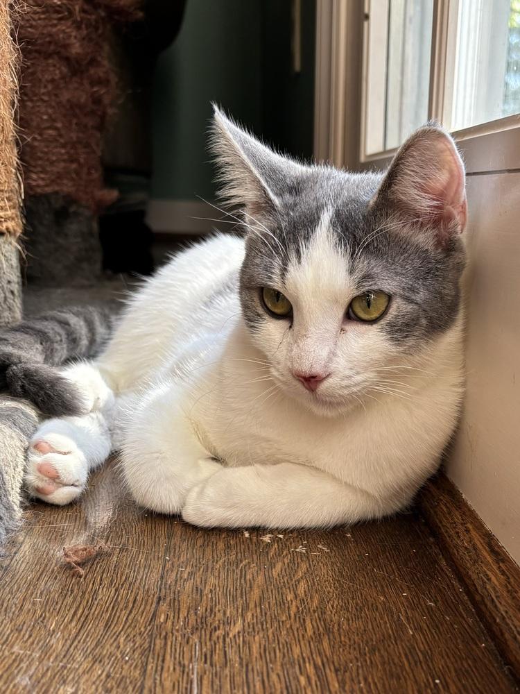 Enlarge CHANDLER, a Adoptable Domestic Short Hair in Burlington, NC image 6/6