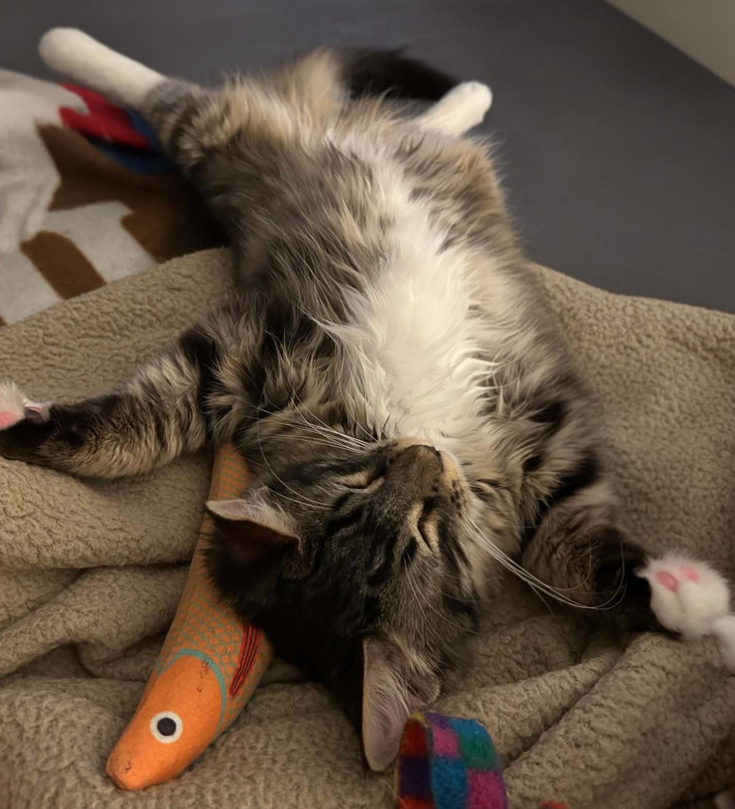 Enlarge Parsley, a ADOPTABLE Domestic Long Hair in Attleboro, MA image 2/4