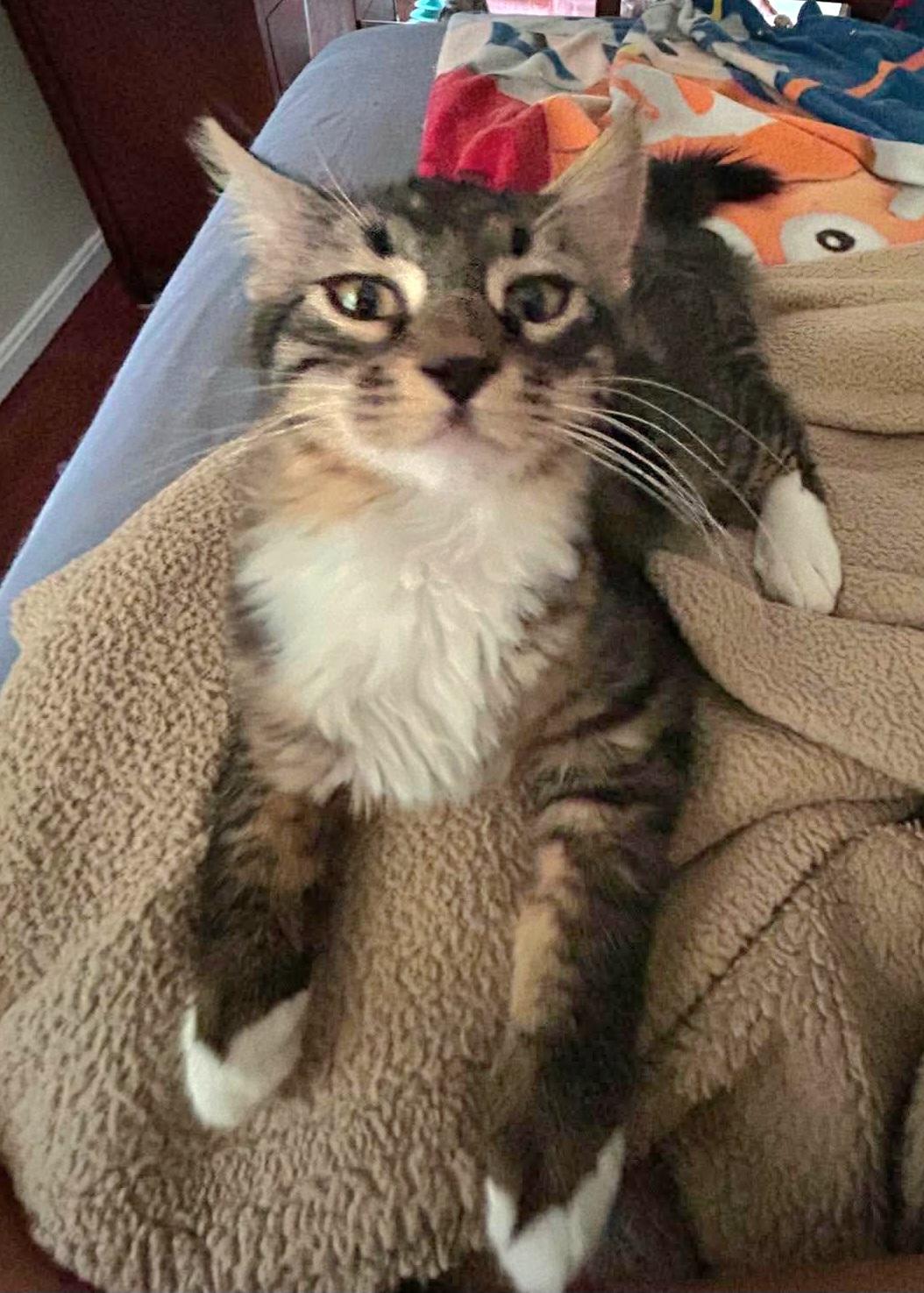 Enlarge Parsley, a ADOPTABLE Domestic Long Hair in Attleboro, MA image 4/4