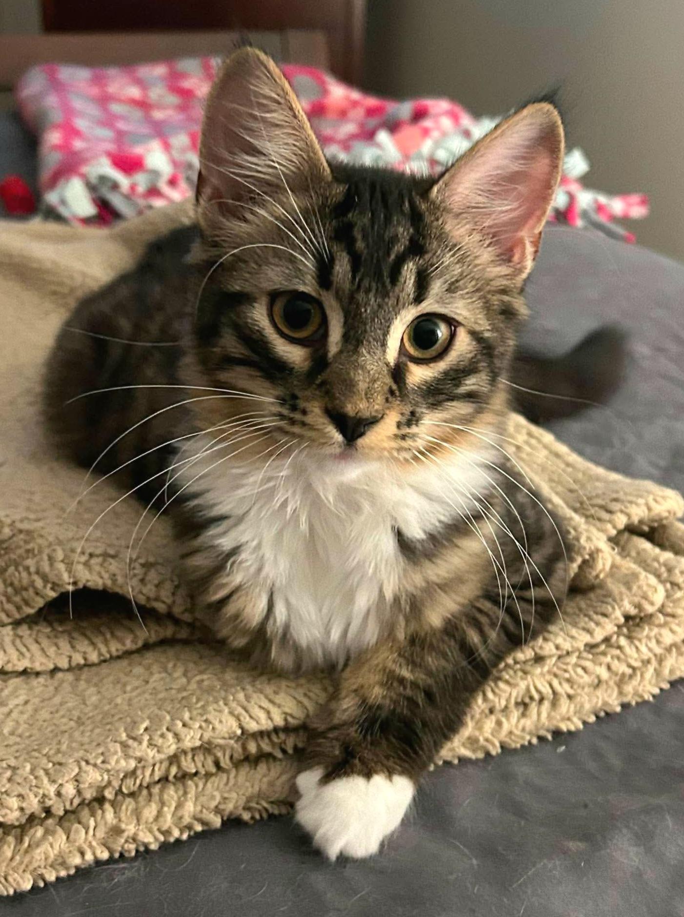 Parsley, ADOPTABLE, Kitten Male Domestic Long Hair.
