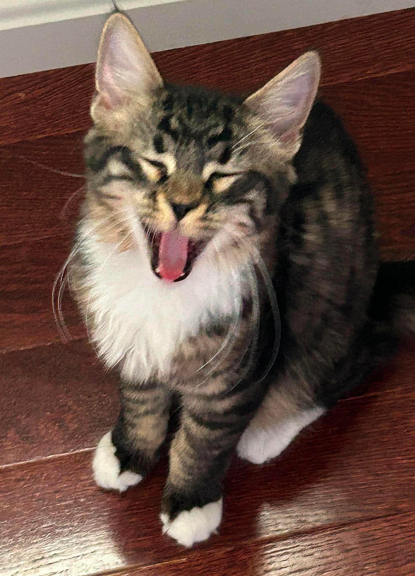Enlarge Parsley, a ADOPTABLE Domestic Long Hair in Attleboro, MA image 3/4