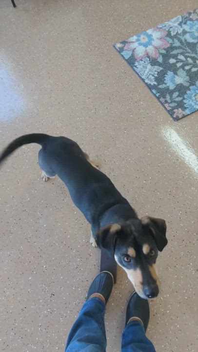 Enlarge Bear, a Adopted mixed breed in Longmont, CO video 1/6