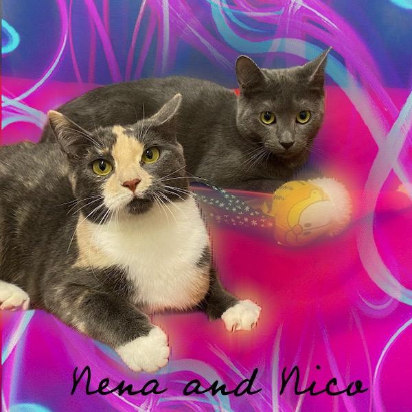 Nico & Nena, a ADOPTABLE Domestic Short Hair in Charlotte, NC image 2/3