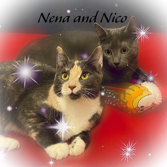 Nico & Nena, ADOPTABLE, Kitten Male Domestic Short Hair.