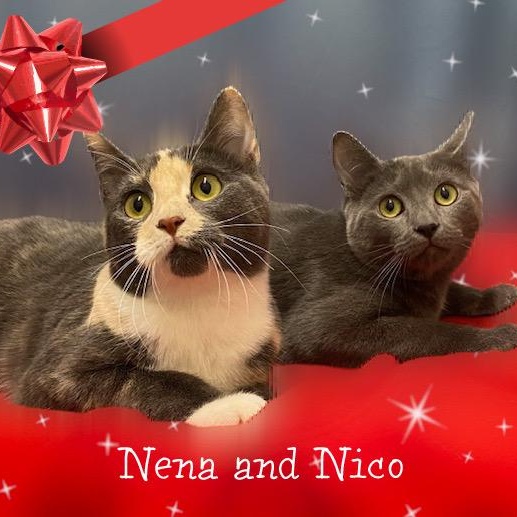 Nico & Nena, a ADOPTABLE Domestic Short Hair in Charlotte, NC image 3/3