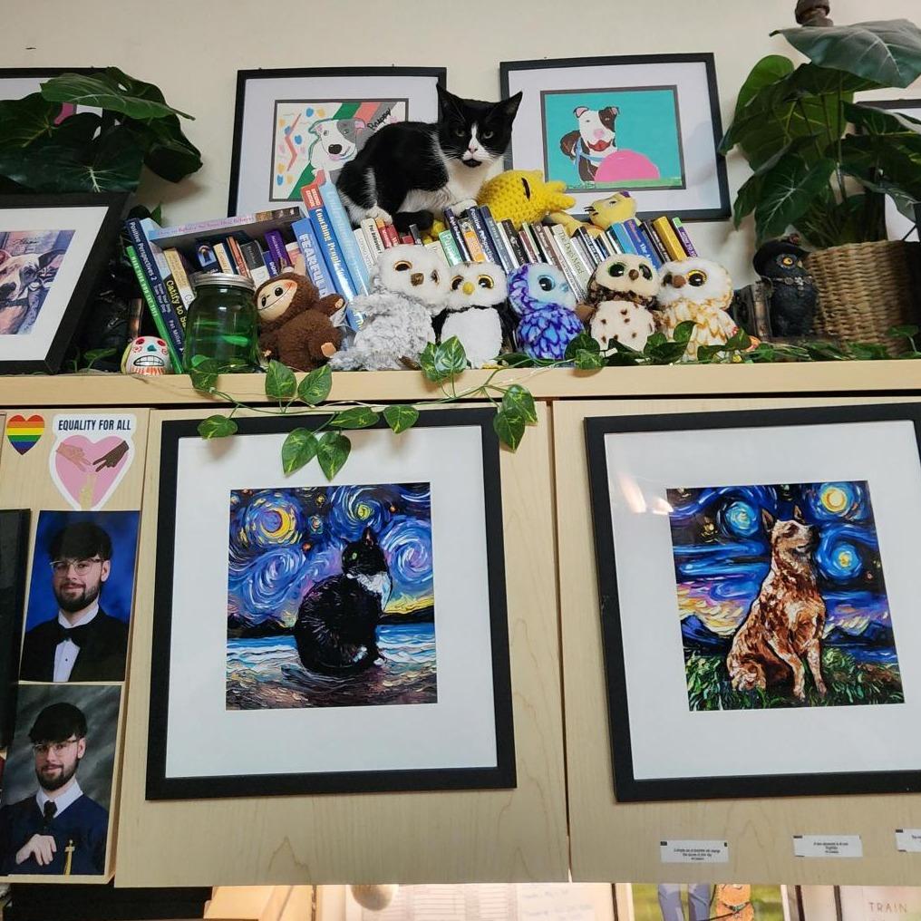 Oreo McFlurry, Adoptable, Adult Female Domestic Short Hair.