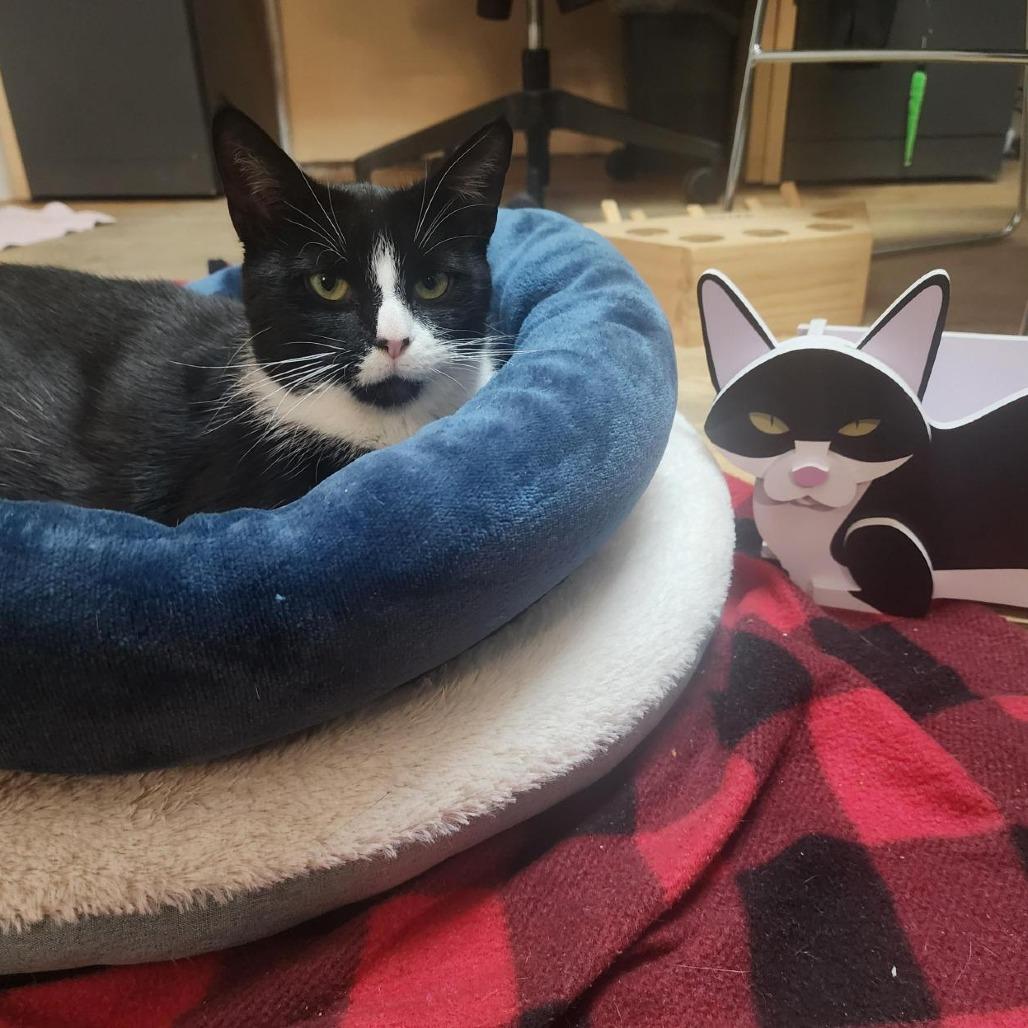 Oreo McFlurry, a Adoptable Domestic Short Hair in Baltimore, MD image 2/6