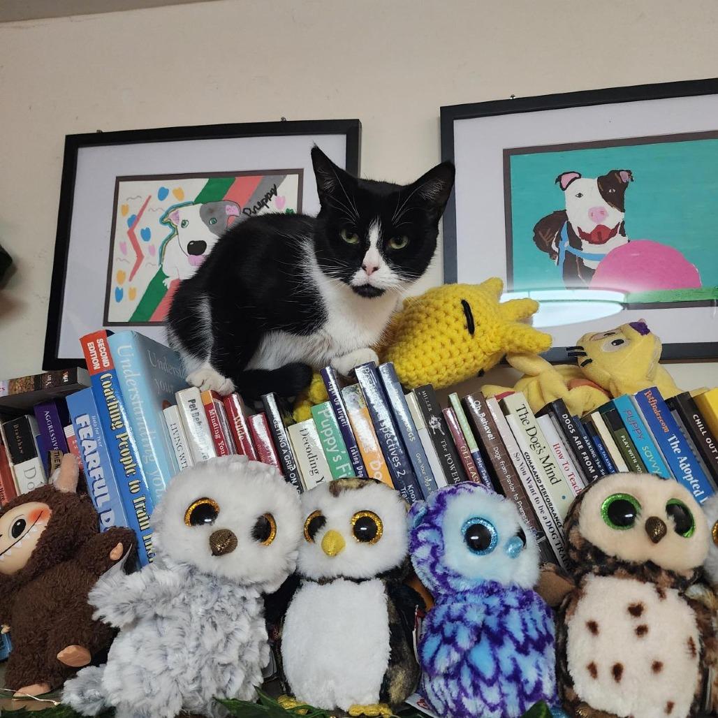 Oreo McFlurry, a Adoptable Domestic Short Hair in Baltimore, MD image 3/6