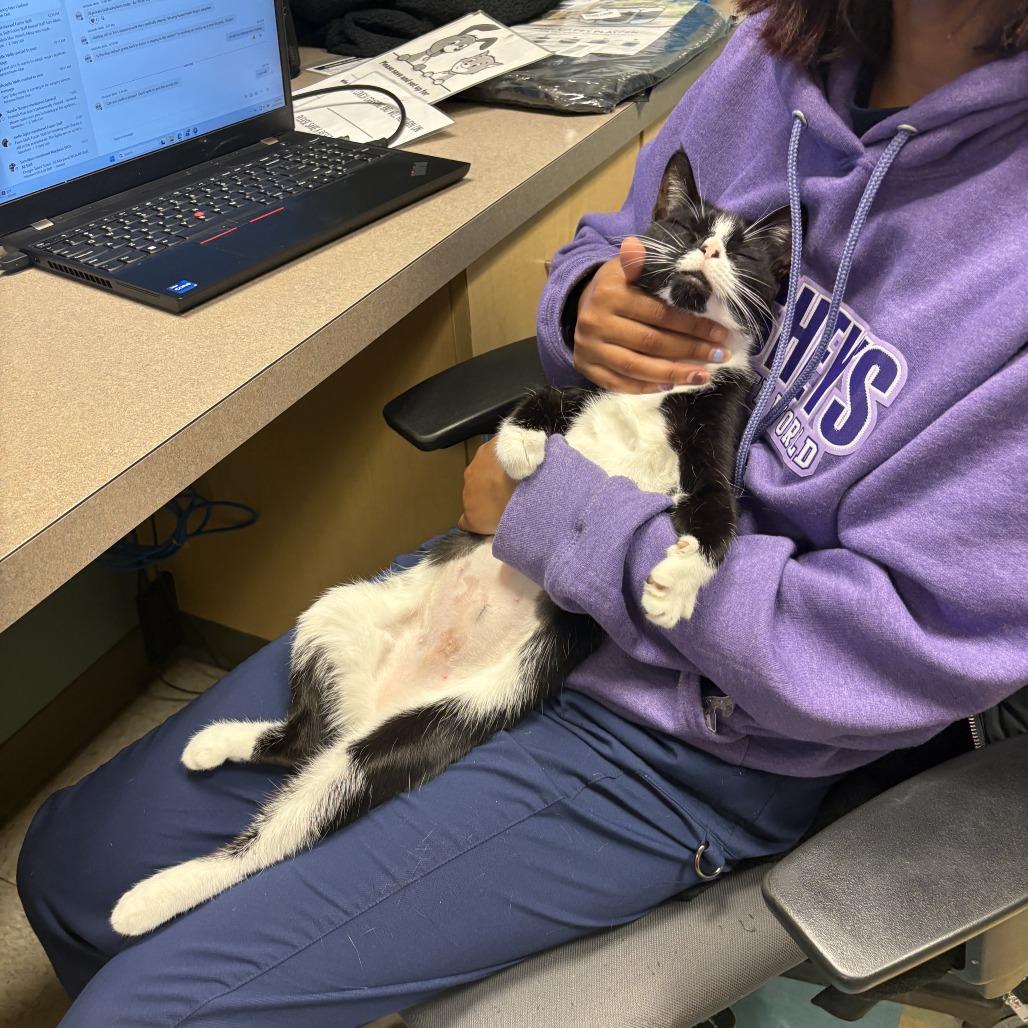 Oreo McFlurry, a Adoptable Domestic Short Hair in Baltimore, MD image 4/6
