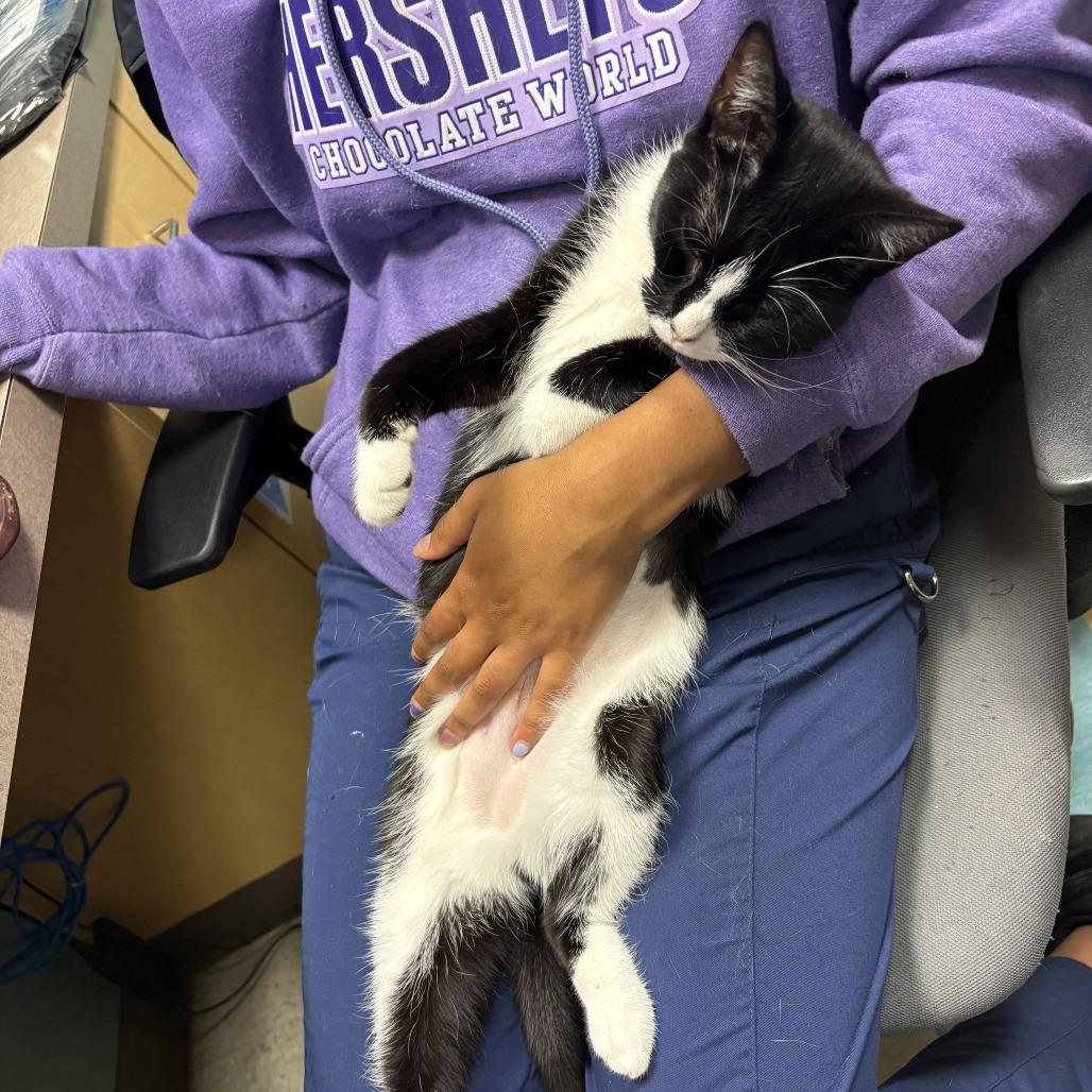 Oreo McFlurry, a Adoptable Domestic Short Hair in Baltimore, MD image 5/6