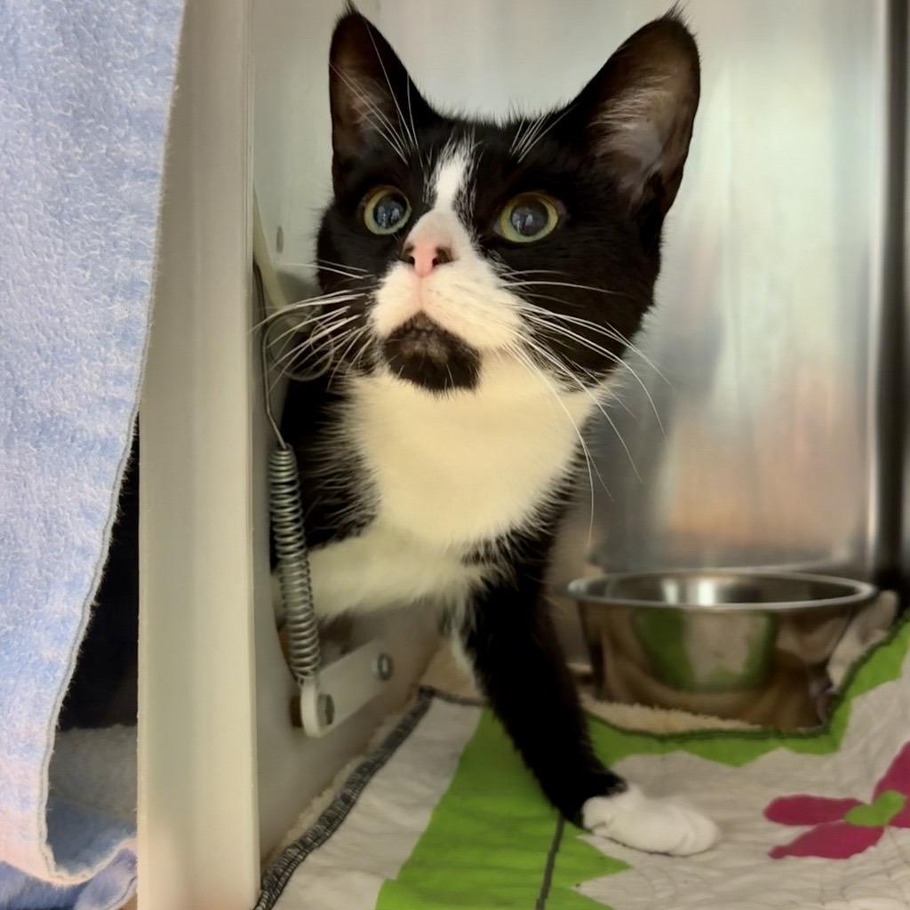 Oreo McFlurry, a Adoptable Domestic Short Hair in Baltimore, MD image 6/6
