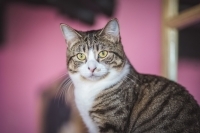 Enlarge Rhea, a Adoptable Tabby in Woodland Hills, CA image 1/3