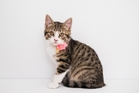 Enlarge Rhea, a Adoptable Tabby in Woodland Hills, CA image 3/3
