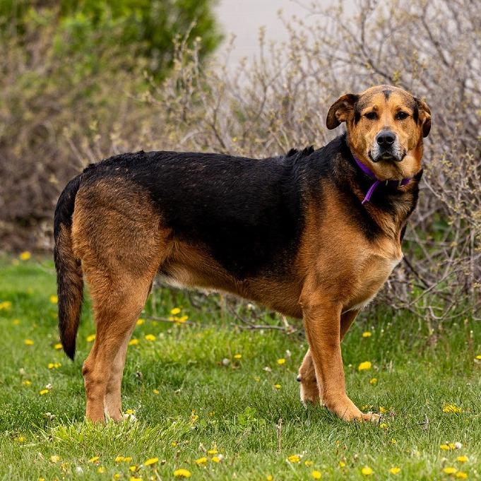 Enlarge Tucker, a Adoptable mixed breed in Council Bluffs, IA image 1/5