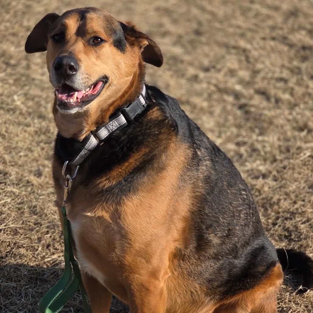 Enlarge Tucker, a Adoptable mixed breed in Council Bluffs, IA image 1/3