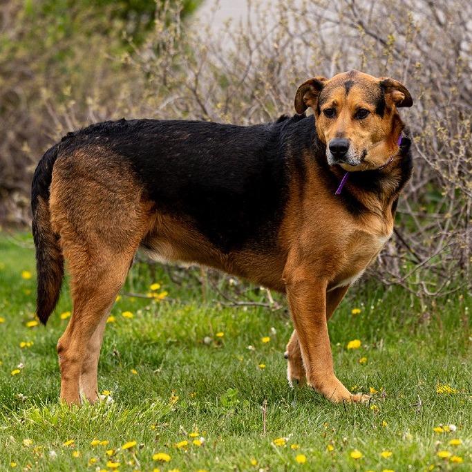 Enlarge Tucker, a Adoptable mixed breed in Council Bluffs, IA image 3/5