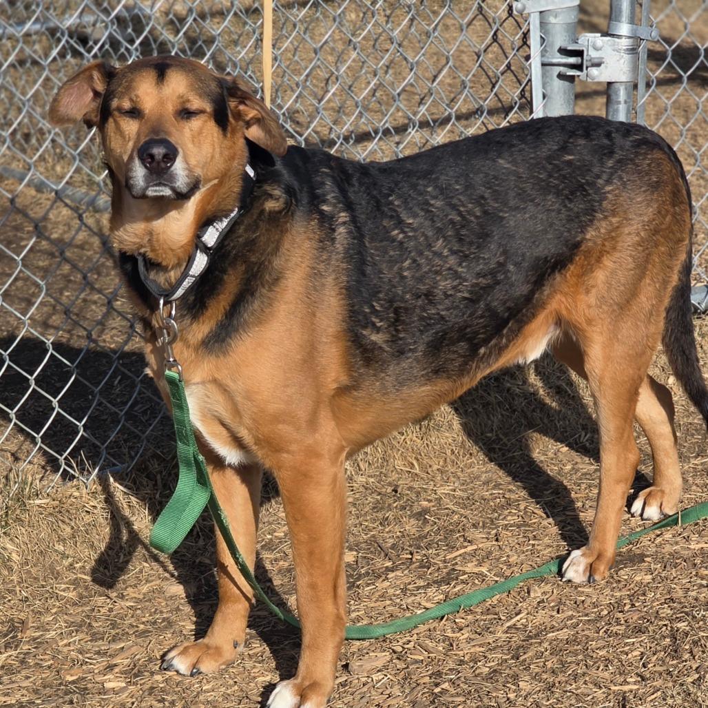 Enlarge Tucker, a Adoptable mixed breed in Council Bluffs, IA image 3/3