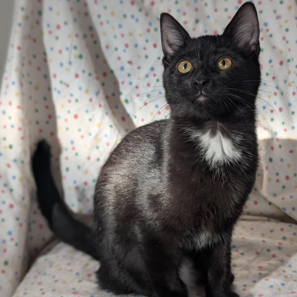 Enlarge Marcia, a Adoptable Domestic Short Hair in Buffalo, MN image 1/1