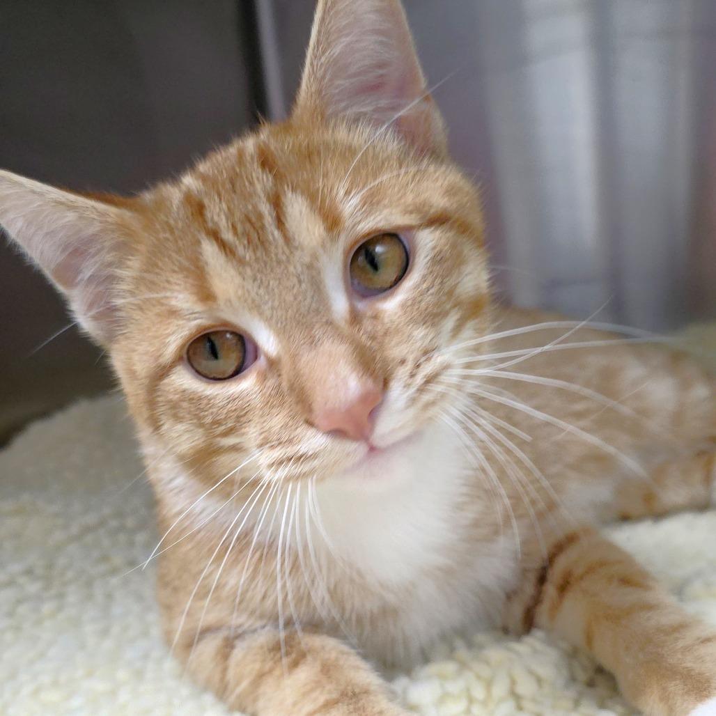 Ranch, a Adoptable Domestic Short Hair in Michigan City, IN image 1/6