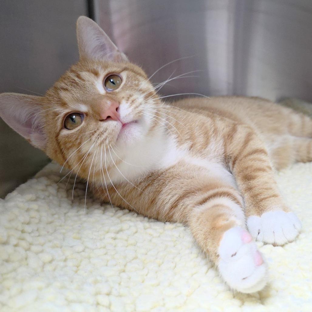 Ranch, a Adoptable Domestic Short Hair in Michigan City, IN image 2/6