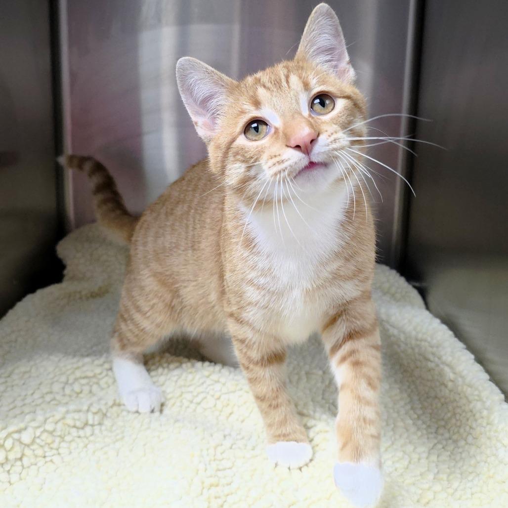 Ranch, a Adoptable Domestic Short Hair in Michigan City, IN image 3/6