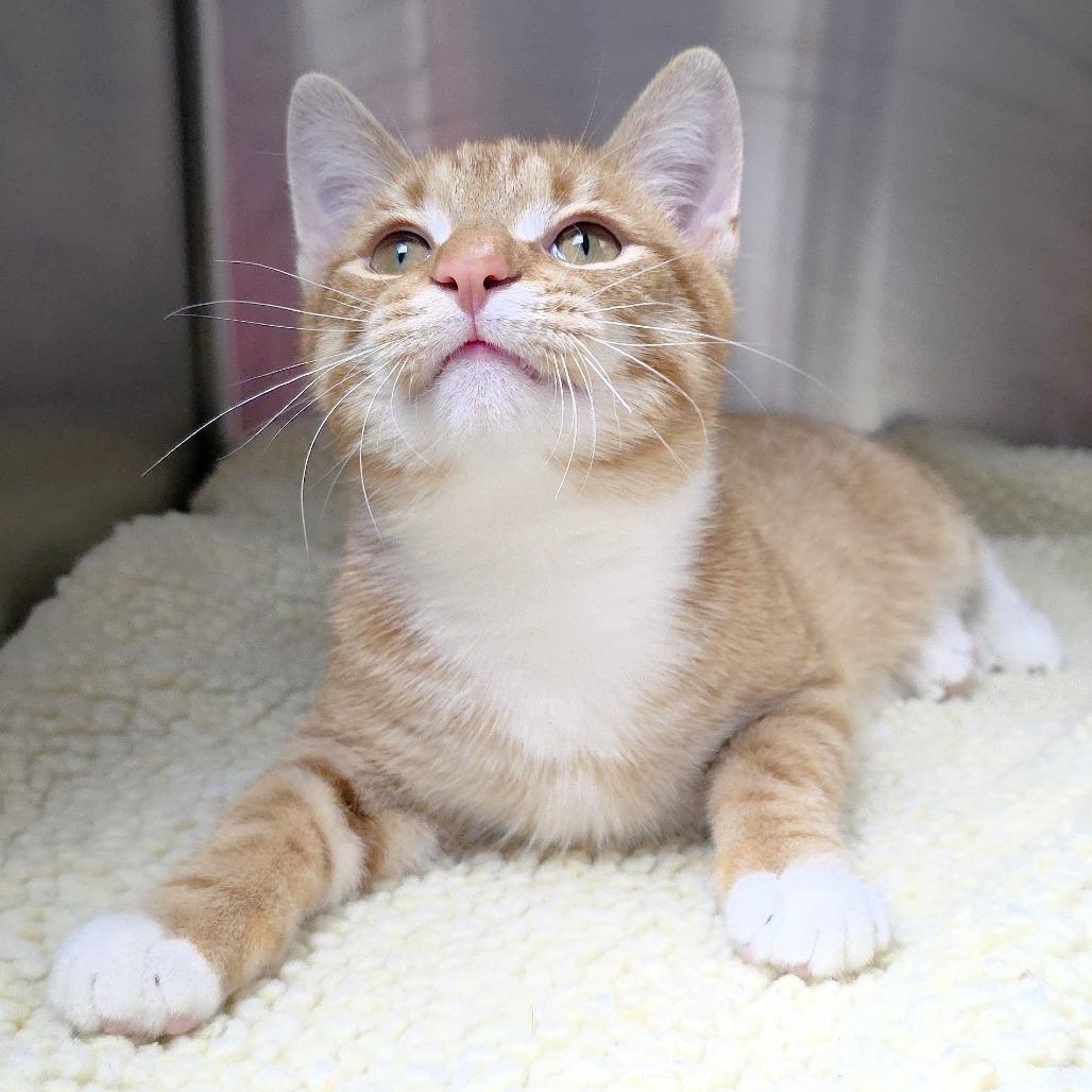 Ranch, a Adoptable Domestic Short Hair in Michigan City, IN image 4/6