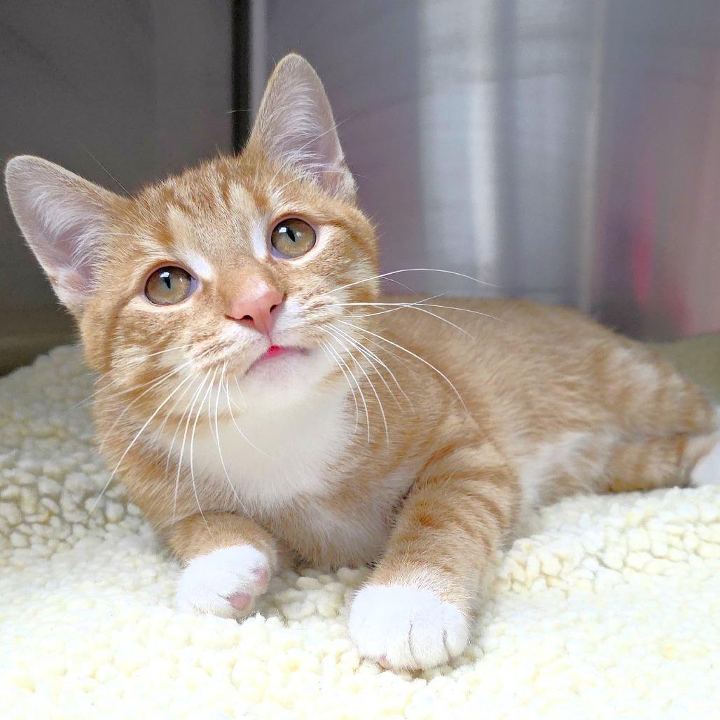 Ranch, a Adoptable Domestic Short Hair in Michigan City, IN image 5/6