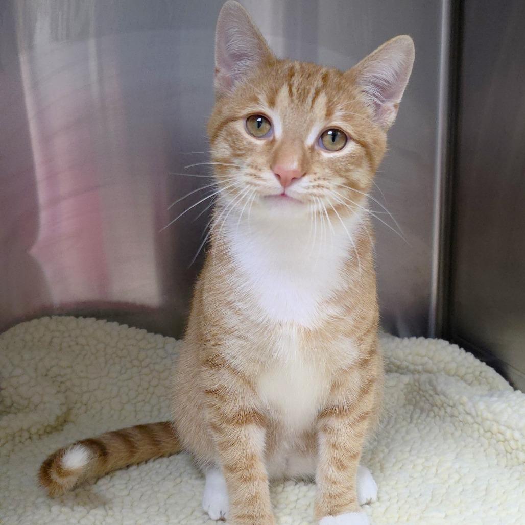 Ranch, a Adoptable Domestic Short Hair in Michigan City, IN image 6/6