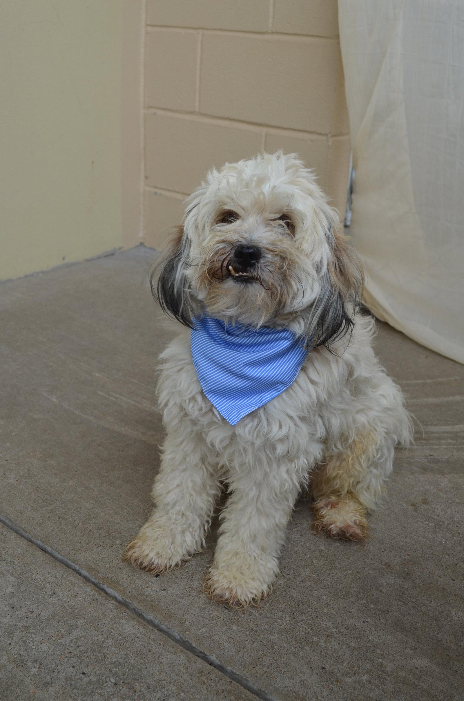 Enlarge Festus, a Adopted Terrier in McKinney, TX image 1/3