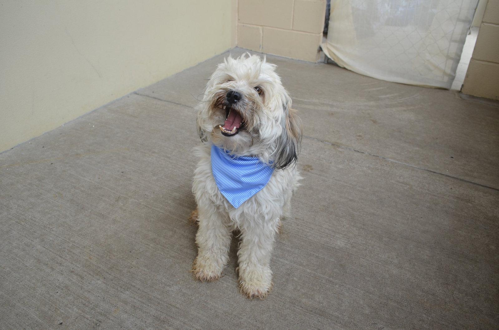 Enlarge Festus, a Adopted Terrier in McKinney, TX image 2/3