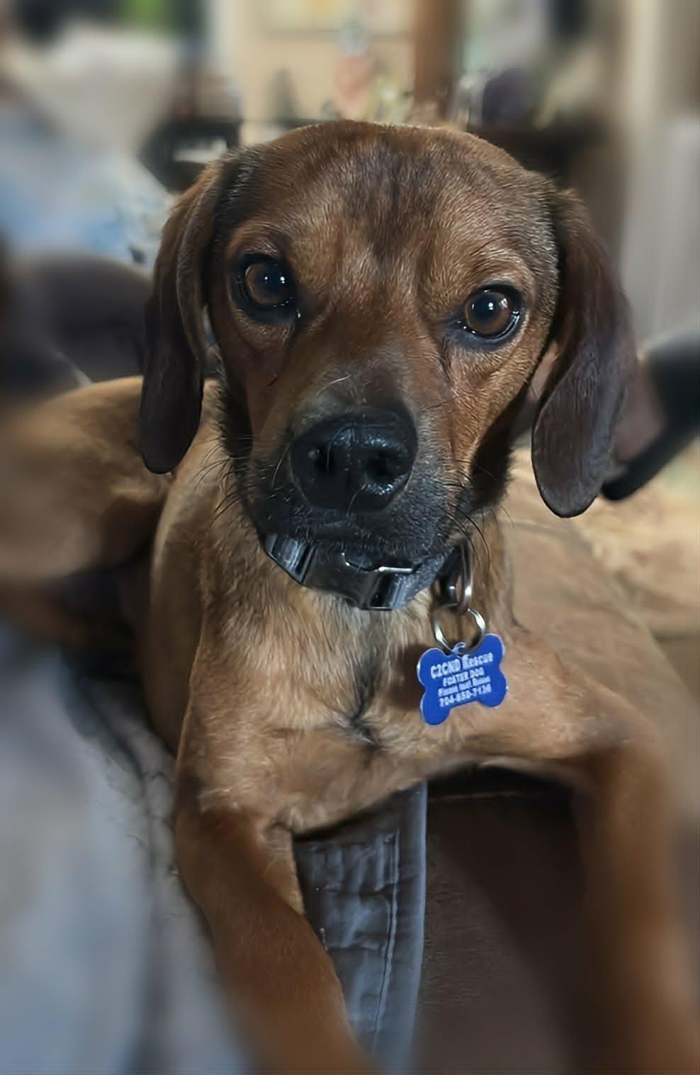 Wilson Pickett, ADOPTABLE, Young Male Chiweenie.