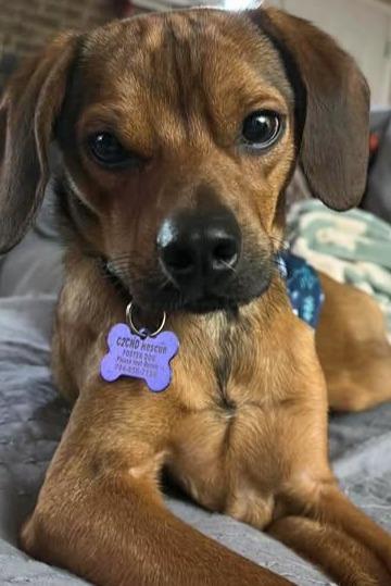 Wilson Pickett, a ADOPTABLE mixed breed in Charlotte, NC image 6/6