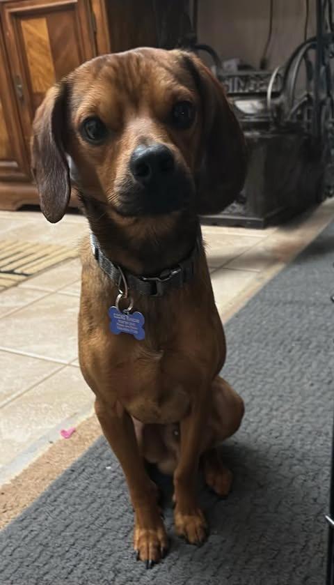 Wilson Pickett, a ADOPTABLE mixed breed in Charlotte, NC image 4/6