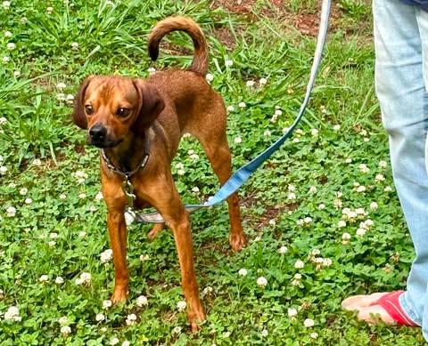 Wilson Pickett, a ADOPTABLE mixed breed in Charlotte, NC image 2/6
